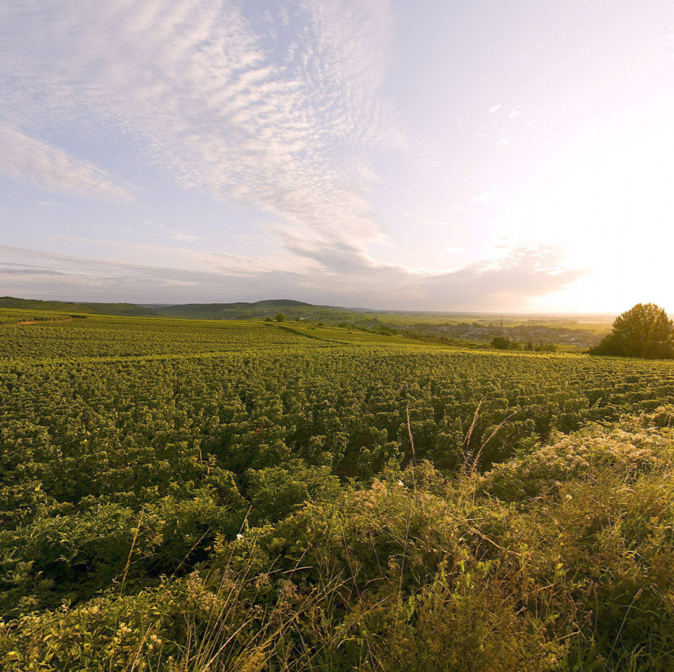 Meursault