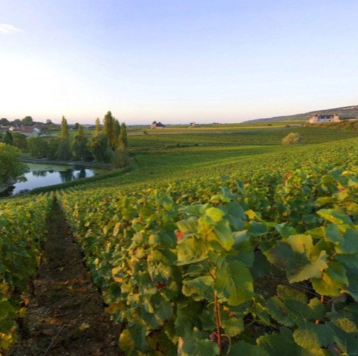 Chambolle-Musigny