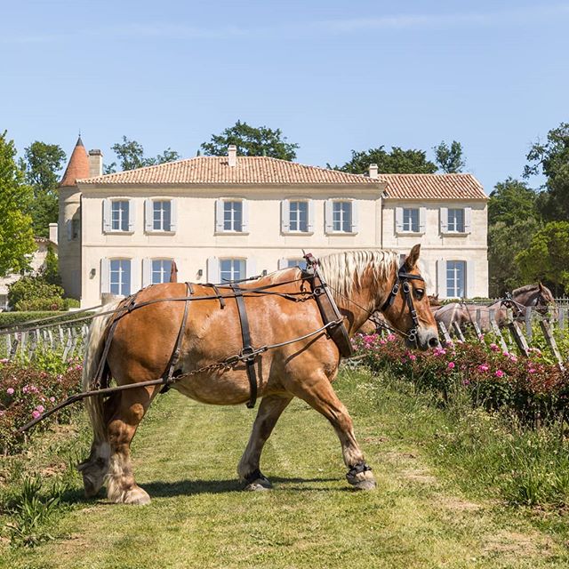 Troplong-Mondot 2010 - Saint-Emilion