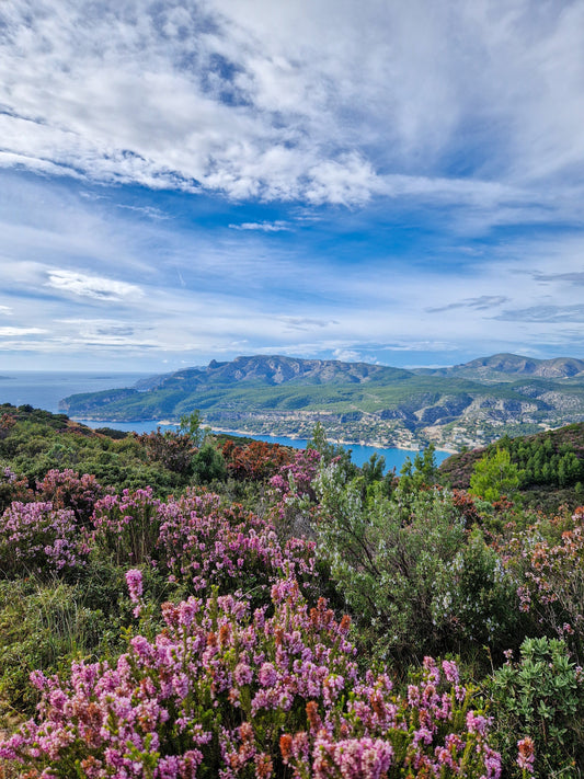Coteaux d’Aix-en-Provence & Palette : Deux Appellations à (Re)découvrir en Provence