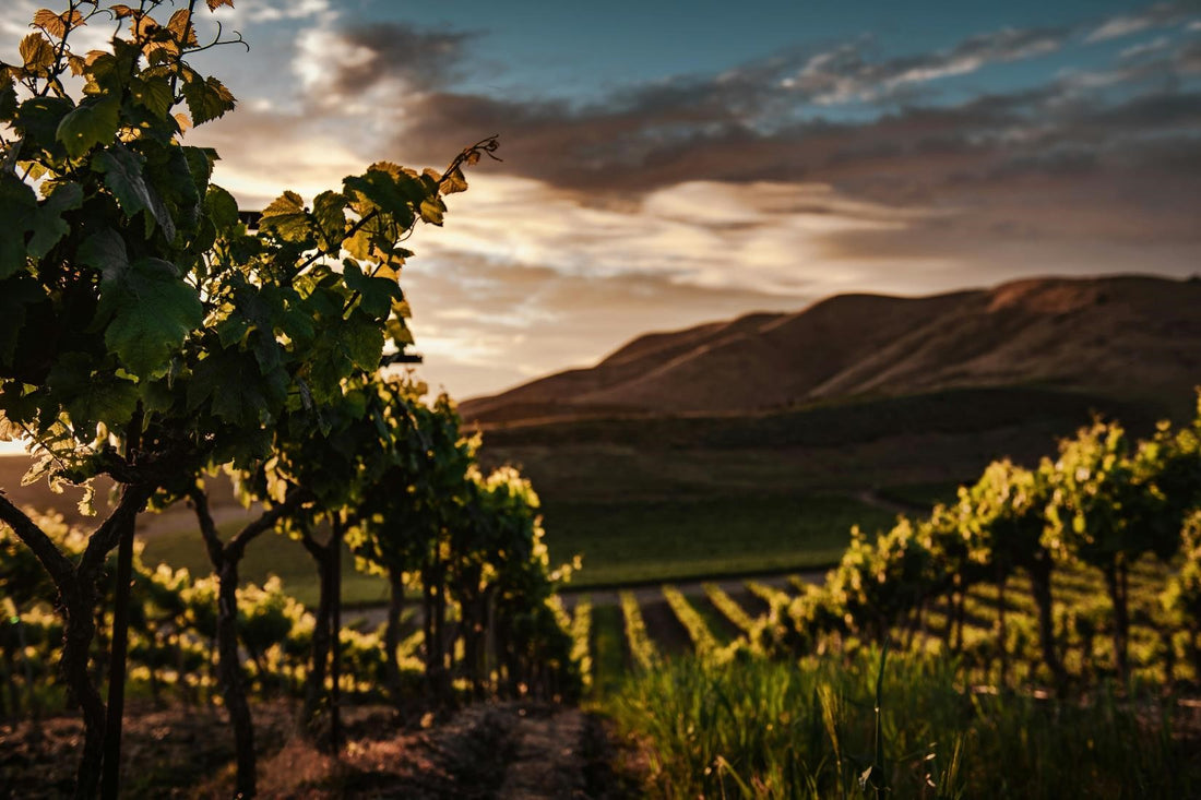 L'histoire des grands crus : Aux origines des appellations prestigieuses comme Bordeaux, Bourgogne et Champagne - The history of great wines The origins of prestigious appellations like Bordeaux, Burgundy and Champagne