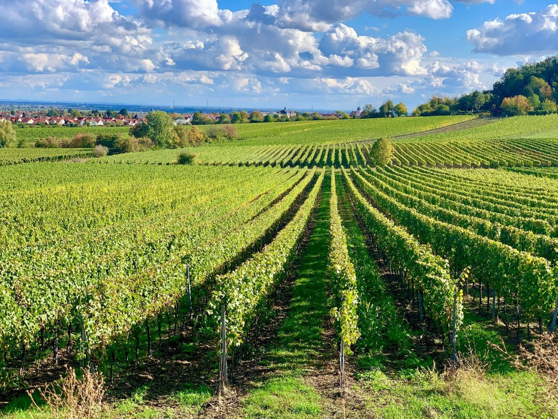 Les Grands Vins à l'Ère de la Durabilité : Quel Impact sur les Millésimes ?