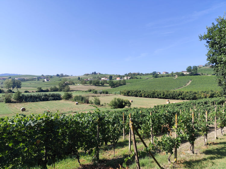 Barbera d'Alba