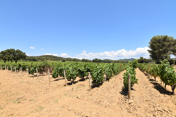 Provence et Sud de France